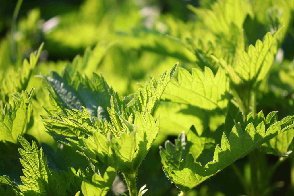 L'INCROYABLE ORTIE BIO 2000mg - Complément Alimentaire