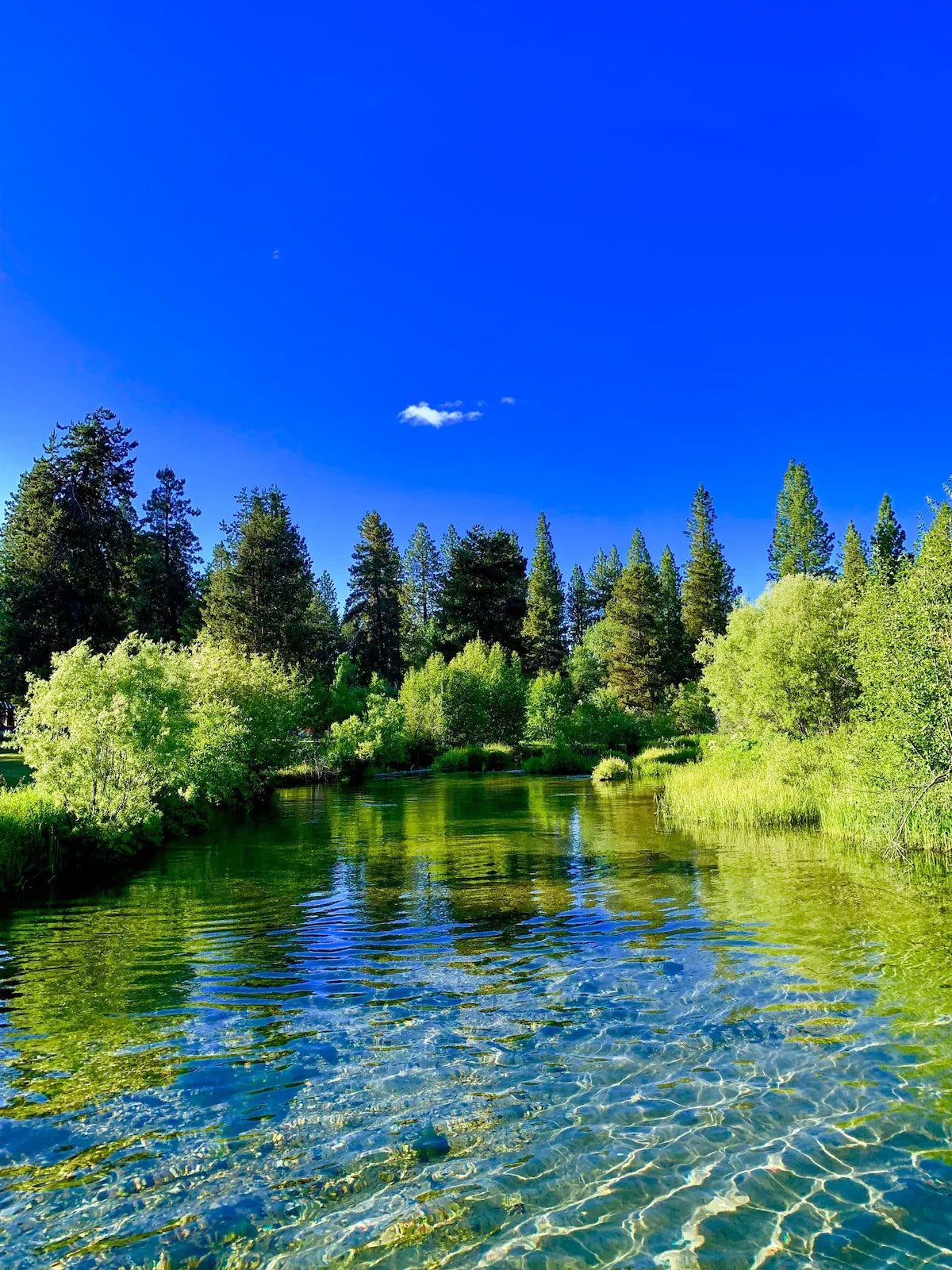 DROP - PRECIOUS KLAMATH ORGANIC 2000mg - High Nutrition Food Supplement